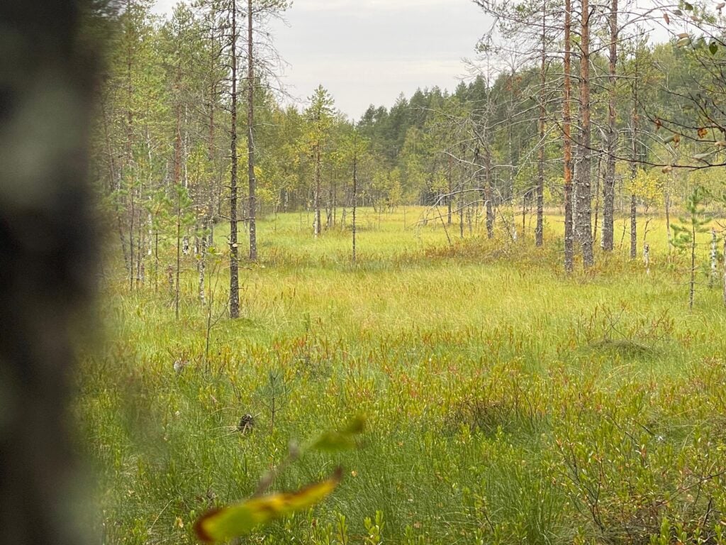 Viurusuo on luonnonsuojelualuetta