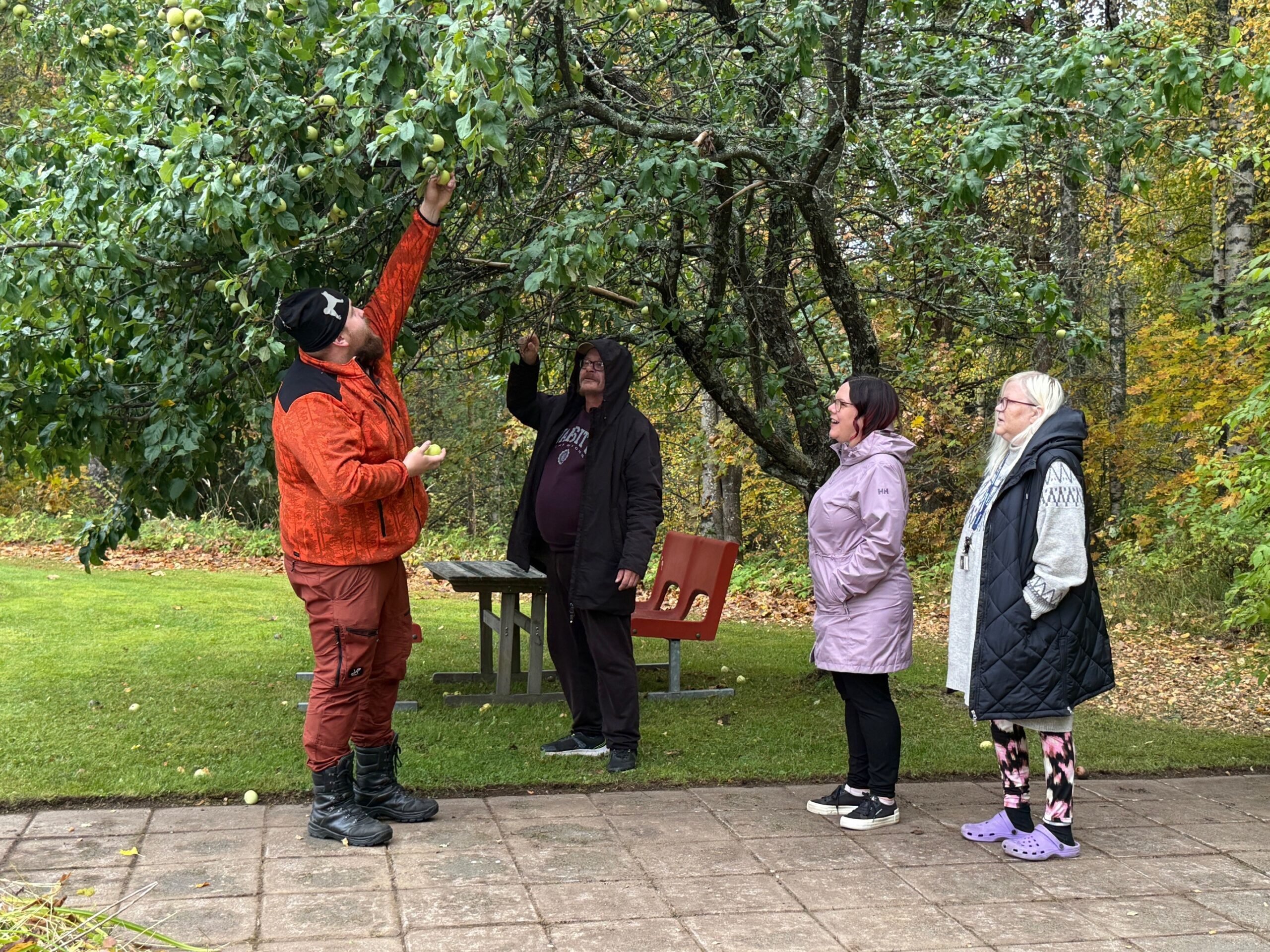 Neljä henkilöä poimii omenoita.